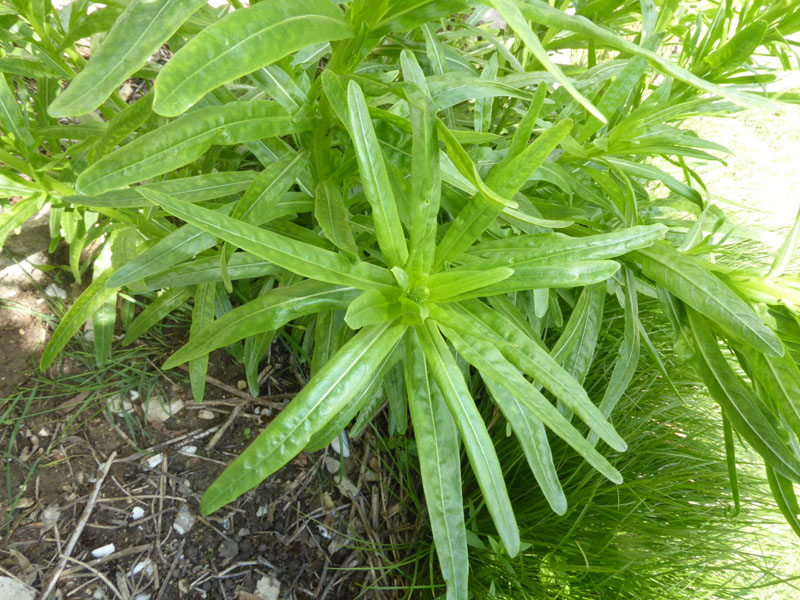 Reseda luteola - Resedaceae